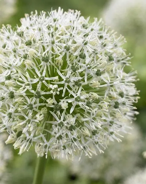Allium Mount Everest Bulbs – 4-Count Tall, White Flowering Variety 1