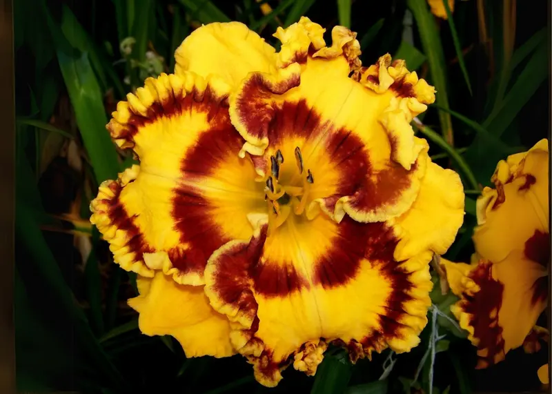 Alluring Glance Daylily 1