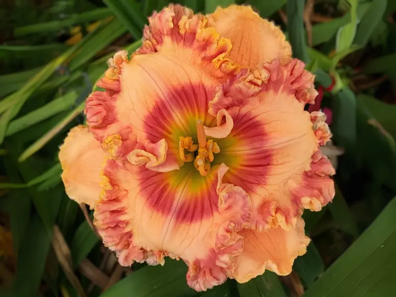 Angel-Eyed Beauty Daylily 1