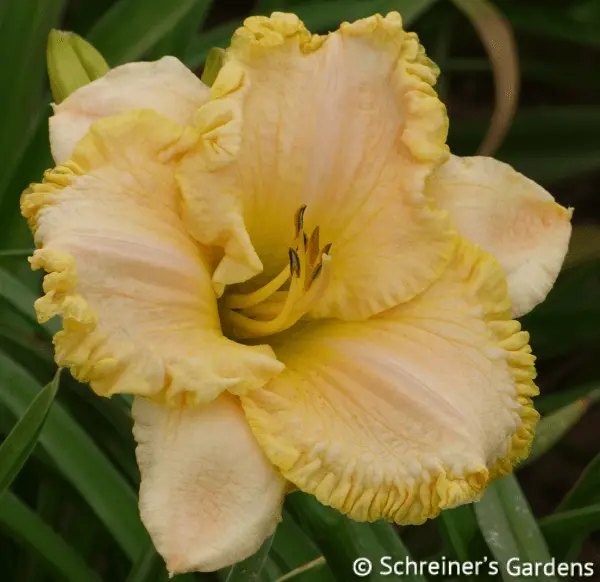 Arctic Elegance Daylily 1