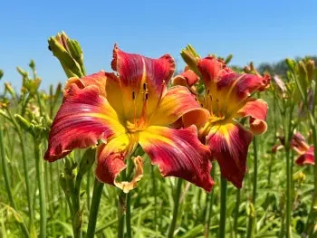 Arkansas Fireworks Daylily 1
