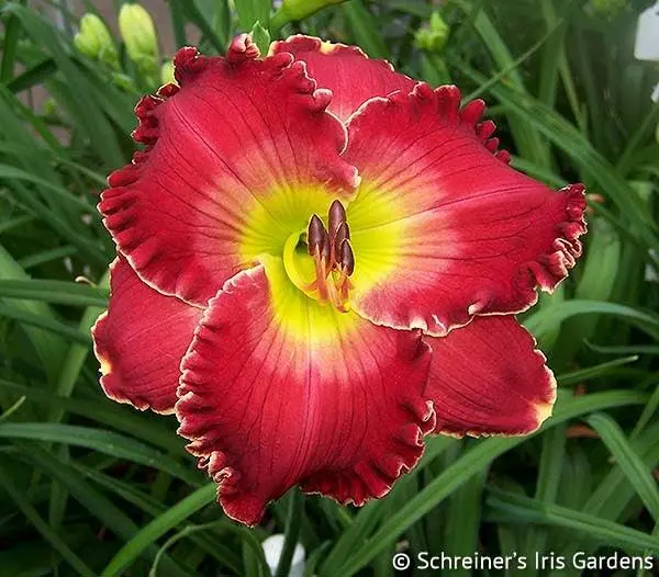 Barbara Mandrell Daylily 1