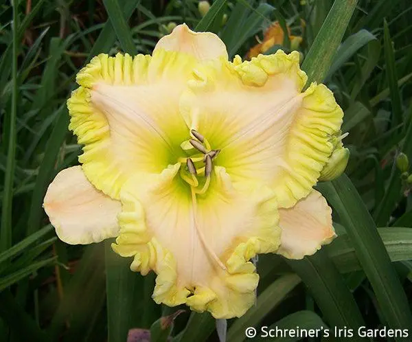 Behave Yourself Daylily 1