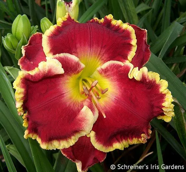 Blindingly Beautiful Daylily 1