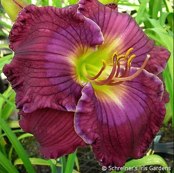 Blue-Eyed Phantom Hemerocallis 1
