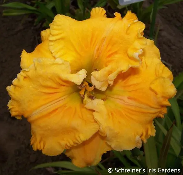 Bowl Of Sunshine Daylily 1