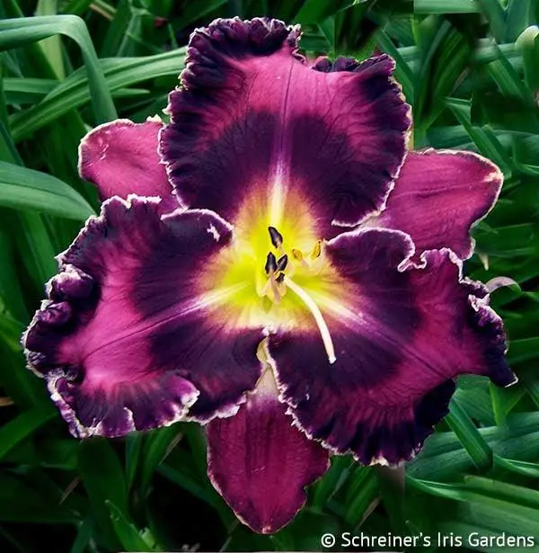 Bright Night Bloom Daylily 1