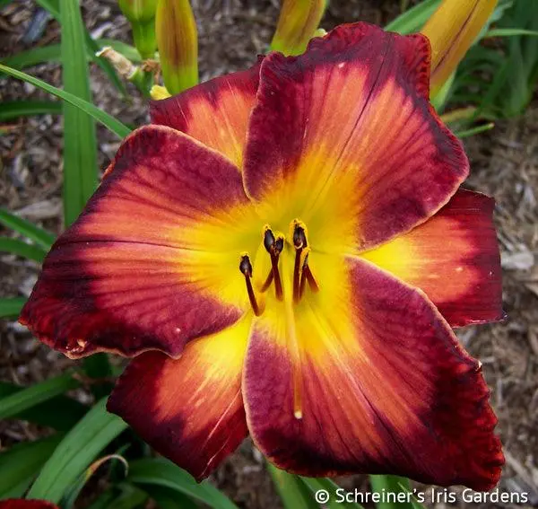 Burnin' Down The House Daylily 1