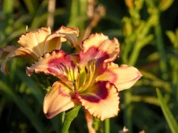Butterfly Shores Hemerocallis 1