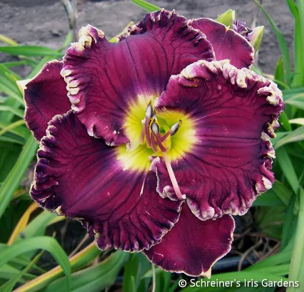 California Classic Daylily Variety 1