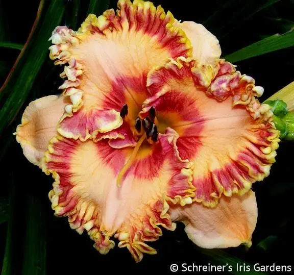 Candy Cane Lane Daylily 1