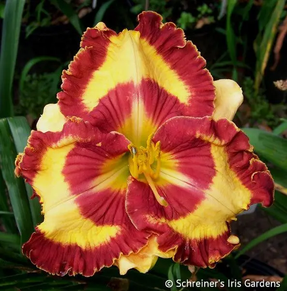 Can'T Touch This Daylily Cultivar 1