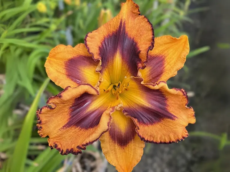 Captivating Spotlight Daylily 1