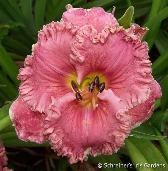 Charismatic Daylily Cultivar 1