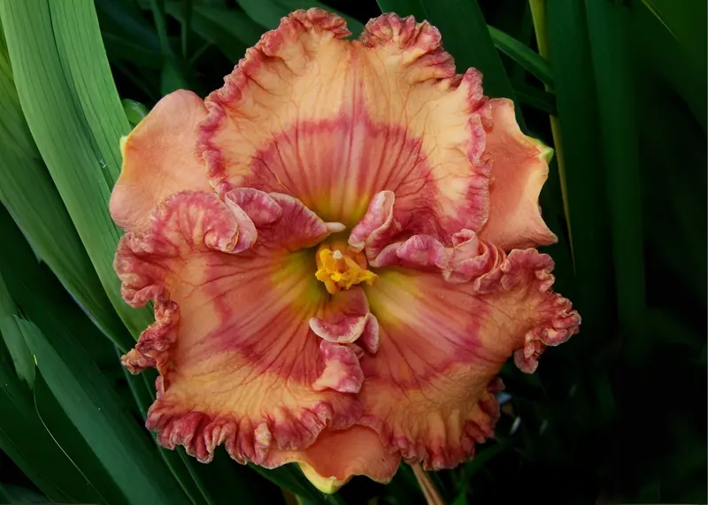 Color-Fascination Hybrid 1