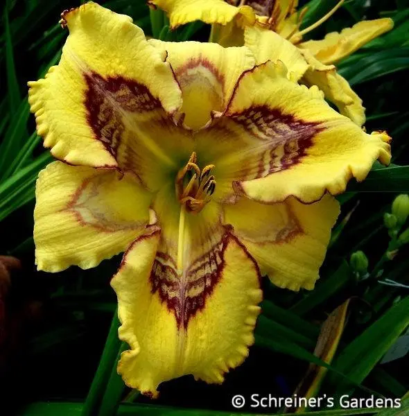 Complex Fractal Daylily Hybrid 1