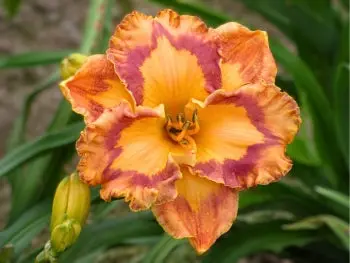 Corona Star Daylily 1