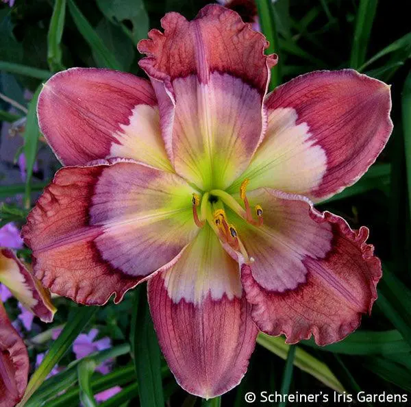 Cosmic Kaleidoscope Daylily 1