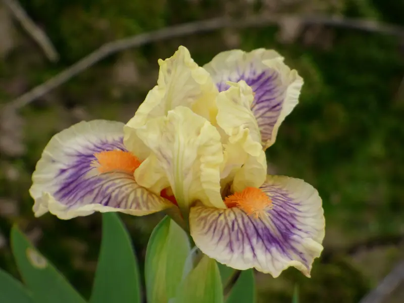 Dainty Dwarf Iris: 2026 Miniature Bloom Collection 1