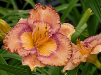 Daringly Different Daylily 1