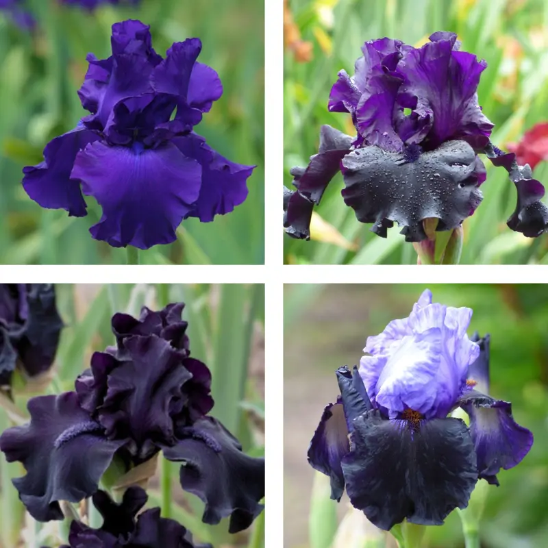 Dark-Tone Color Collection – Available In 15, 25, Or 50-Unit Sets 1