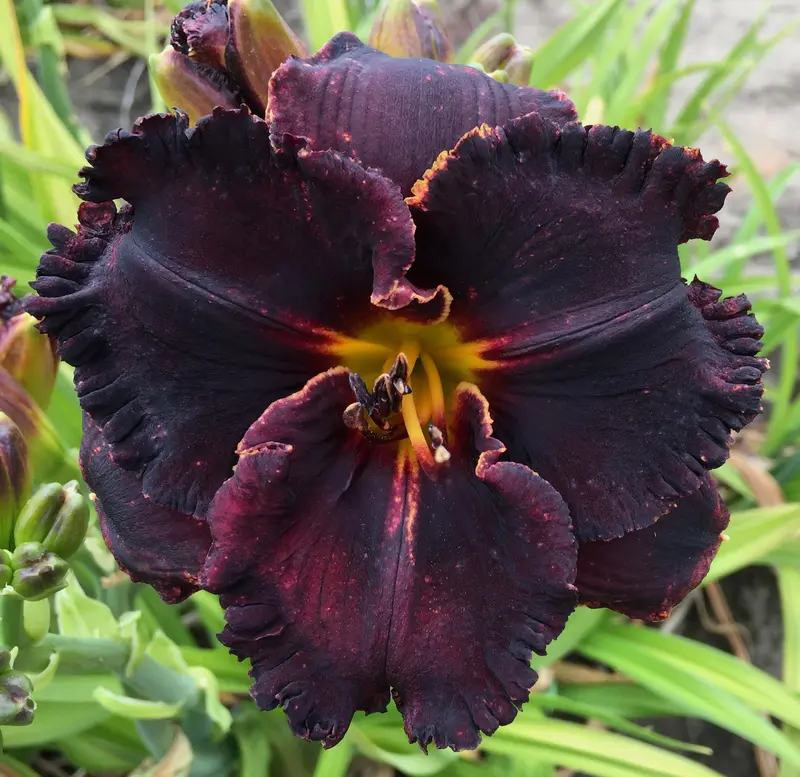 Dark Universe Daylily – Deep-Hued Hybrid Cultivar 1