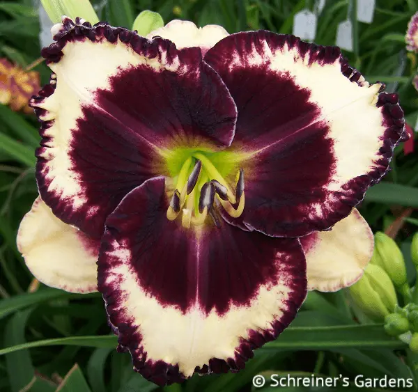 Falkor Of Gascony Daylily 1