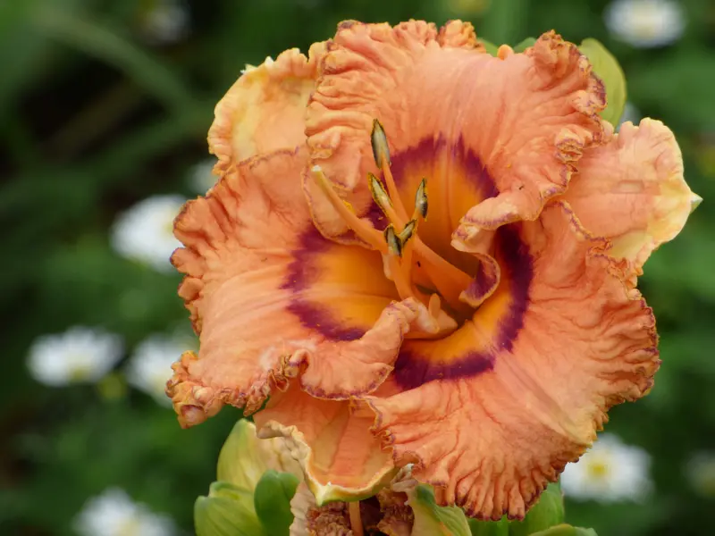 Graceful Remembrance Cultivar 1