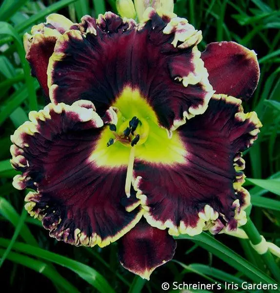 Magician’S Enchanted Bloom 1