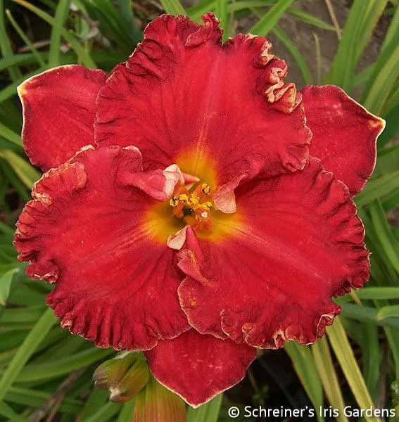 Manhattan Delight Daylily Cultivar 1