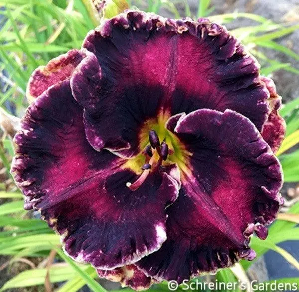 Medal Of Honor Daylily 1