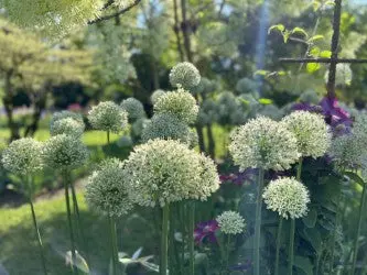 Mixed Giant Allium Bulb Collection – 10, 20, Or 30-Pack Assortment 1