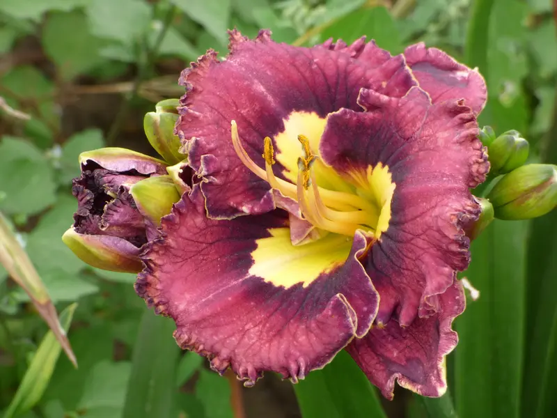 Napa Valley Merlot Hemerocallis 1