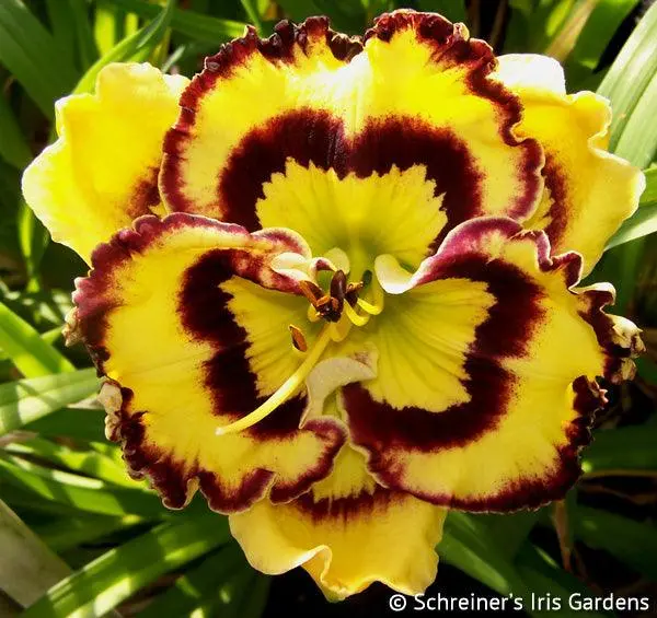 Pansy-Faced Charm Perennial 1