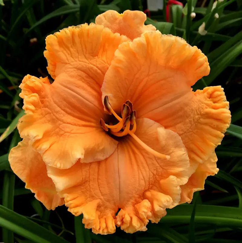Peak Excellence Cultivar 1