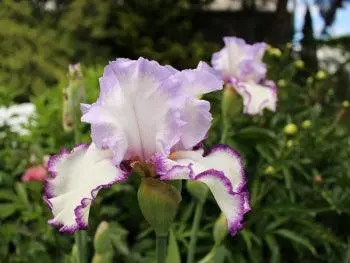 Petticoat Shuffle Iris Hybrid 1