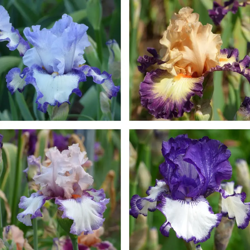 Plicata Iris Bouquet – Fresh Cut, 10 Or 20 Stems 1