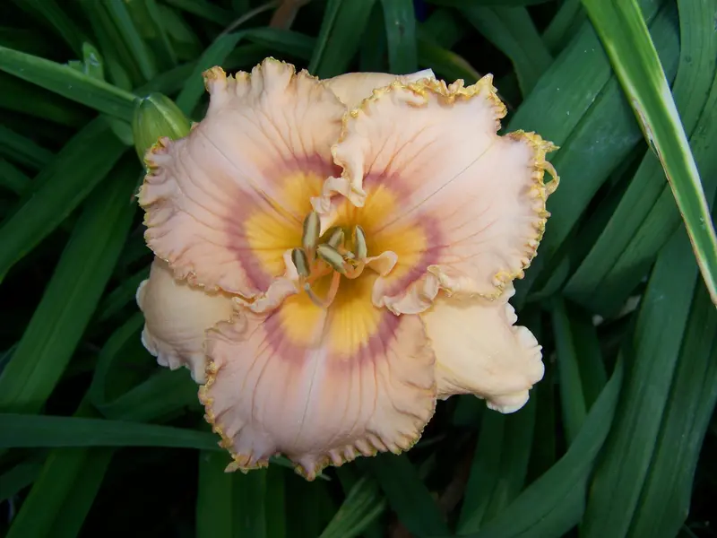 Prickly Sensation Hemerocallis 1