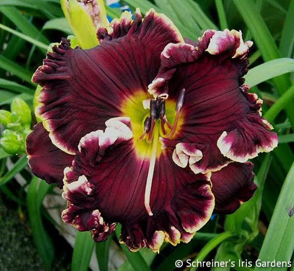 Private Reserve Daylily 1