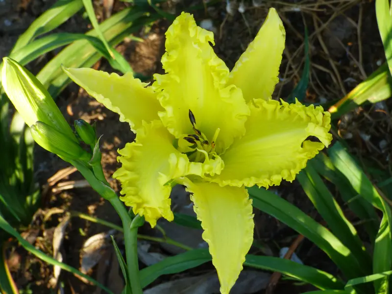 Shattered Glass Daylily 1