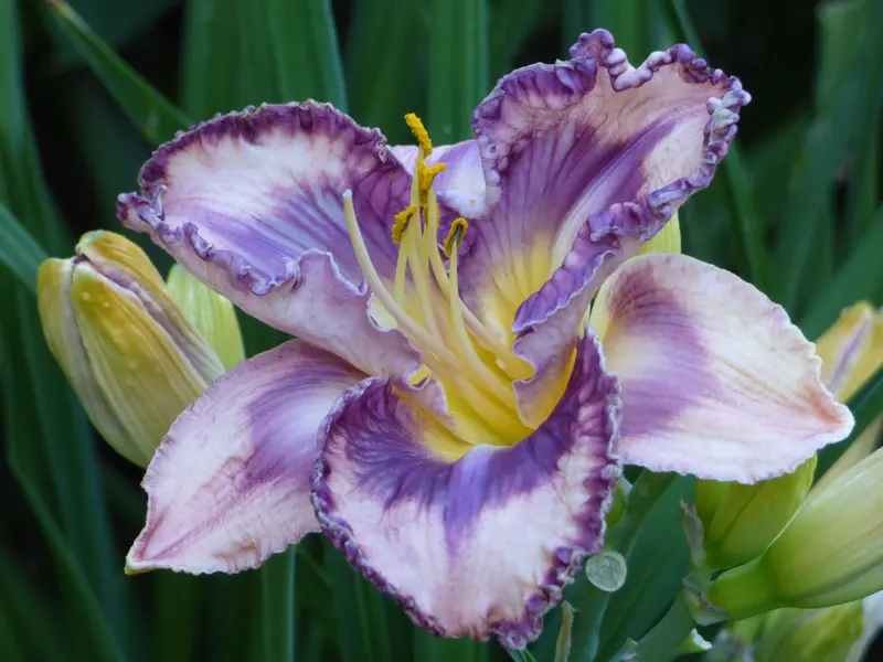Soulful Essence Daylily 1