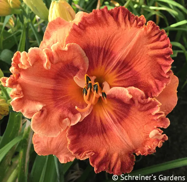 Speckled Wonder Daylily 1