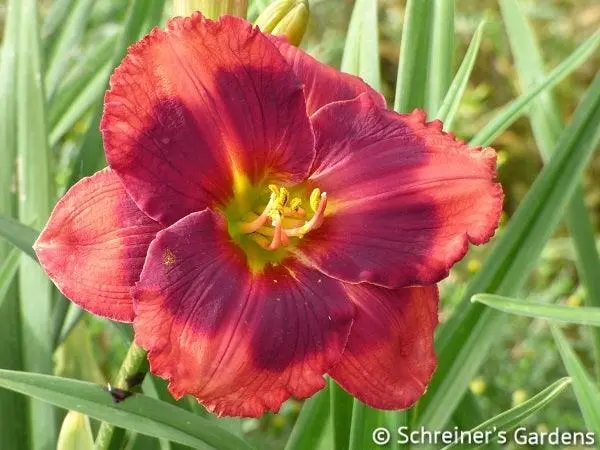 Strawberry Christmas Hemerocallis 1