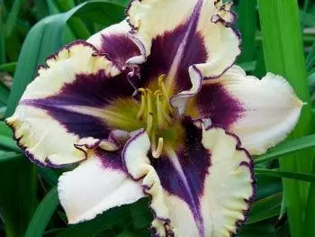 Stunningly Different Hemerocallis 1