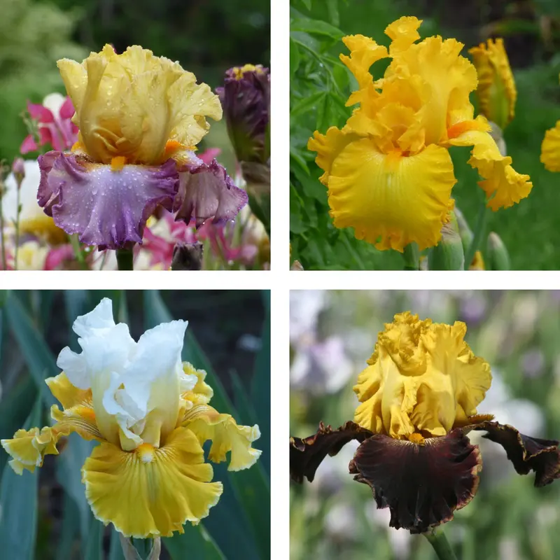 Sunshine Yellow Iris Bouquet – Bright 10 Or 20 Stem Floral Display 1
