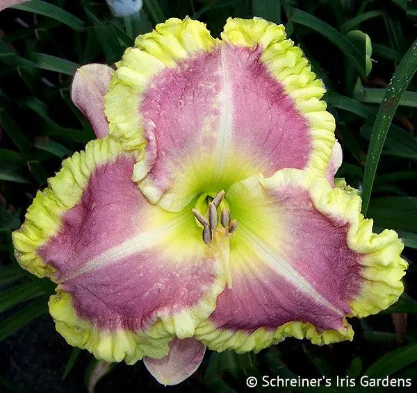 Sweet Cotton Candy Daylily 1