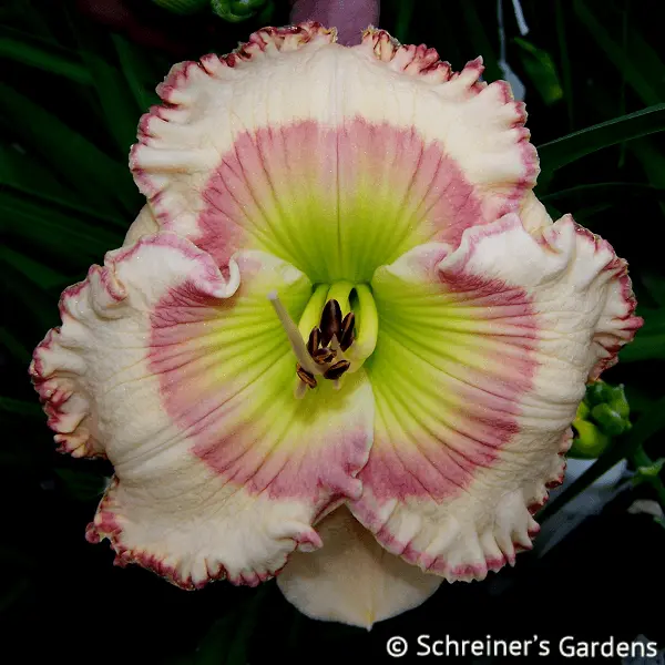 Tranquility Bay Daylily 1