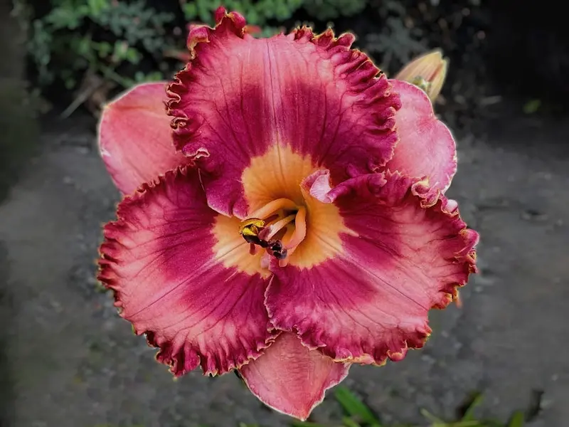 Vivid Intensity Hybrid 1