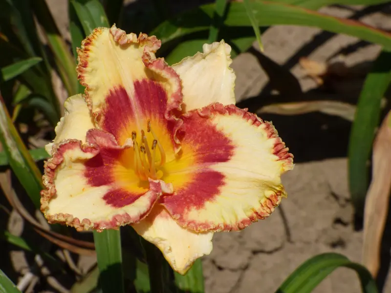 Whirling Rainbow Bloom 1