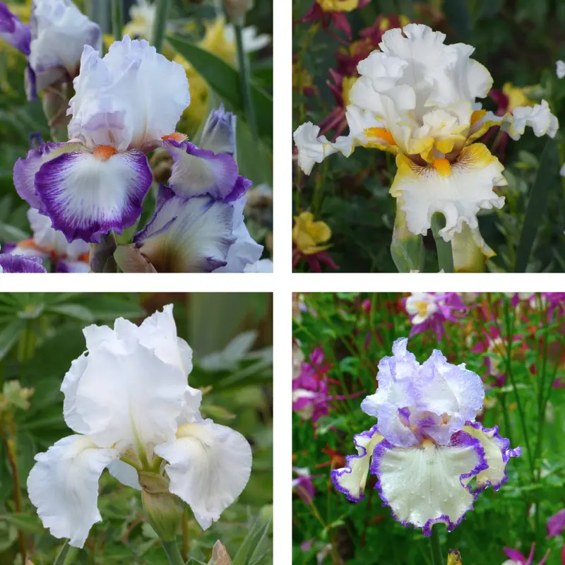 White Color Collection – Pack Options: 15, 25, Or 50 Units 1